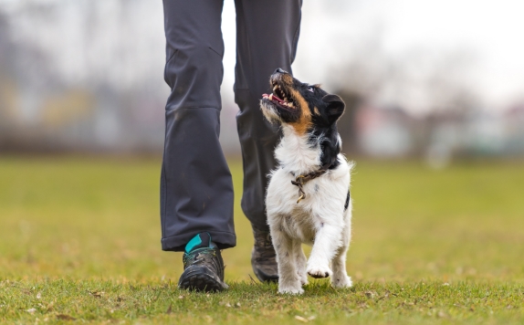 dog training with owner