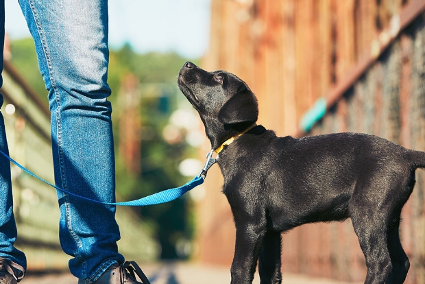 dog on leash looking up at owner