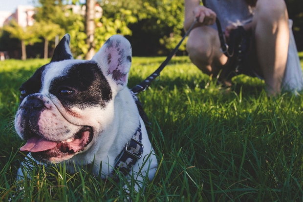 closeup of dog on a leash