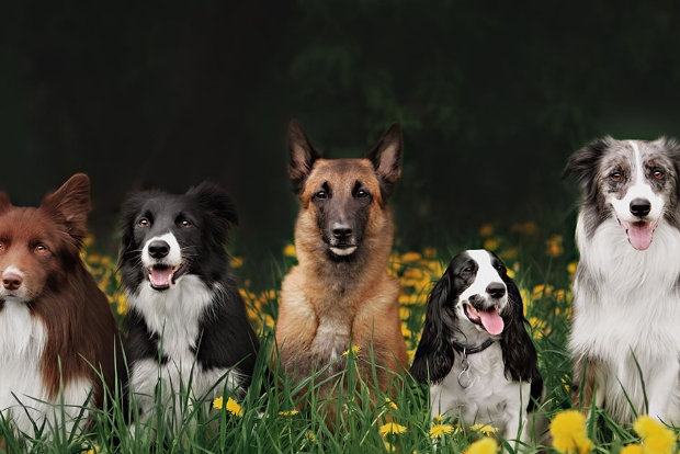 group of dogs facing camera from far away