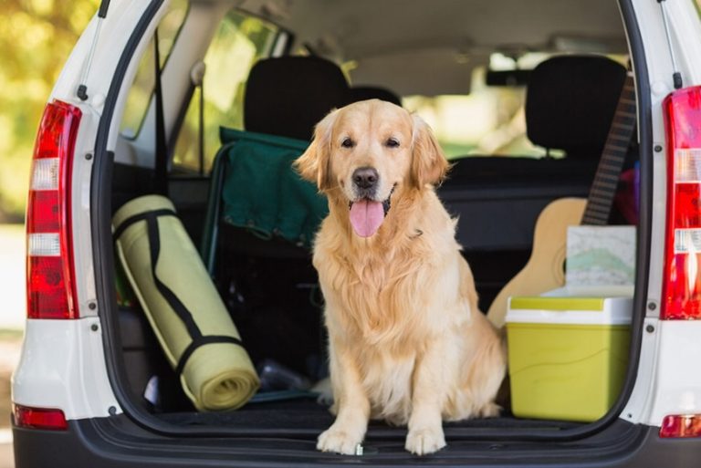 dog sitting in the back of a car with trunk open